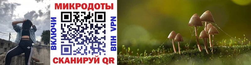 OMG вход Райчихинск Псилоцибиновые грибы Psilocybine cubensis